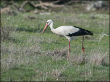 hvid stork