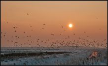 Solnedgang, fugleflok