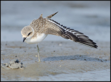 Hvidbrystet præstekrave charadrius alenandrinus