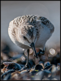 sandløber  calidris alba