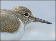 mudderklire actitis hypoleucos