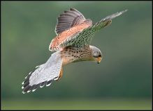 tårnfalk falcon tinnunculus