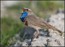 Blåhals  luscinia svecica