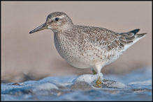 islandsk ryle calidris canutus