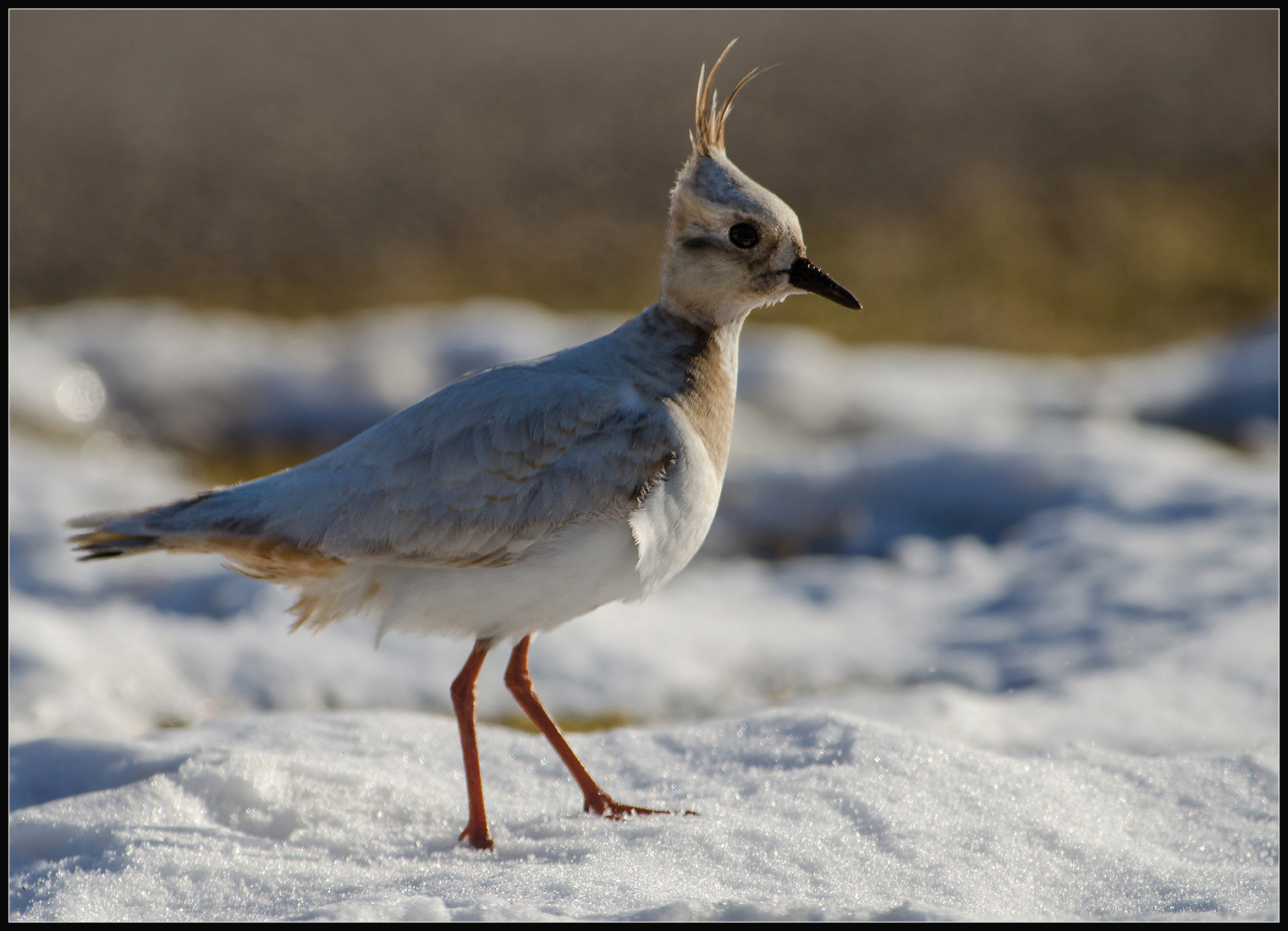 vibe vanellus vanellus