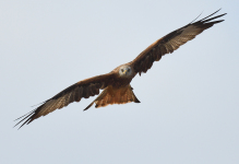 Redkite Kite Rødglente glente