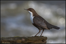 vandstær  cinclus cinclus