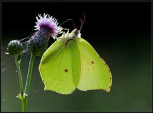 Citronsommerfugl