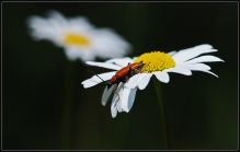 Rød blomsterbuk