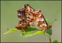 moseperlemorsommerfugl