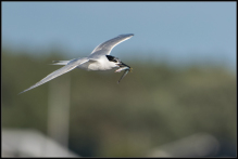 splitterne