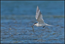 splitterne
