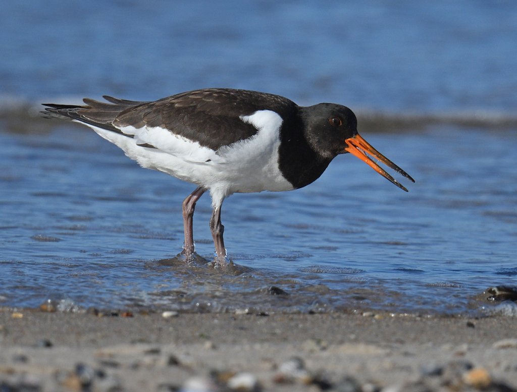 Strandhjele Stauning