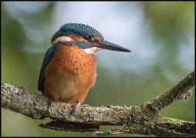 isfugl kingfisher