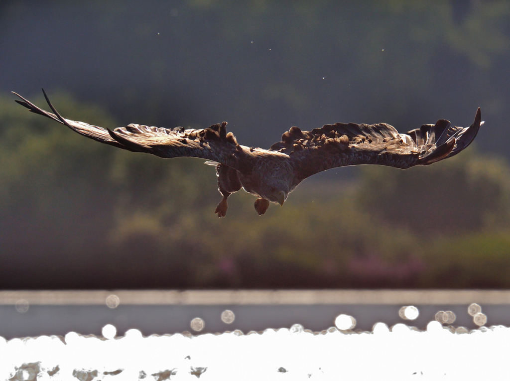 Seaeagl havørn whitailtseaeagel