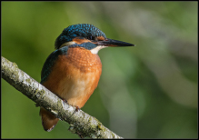 isfugl kingfisher