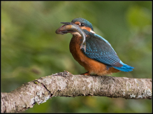 isfugl kingfisher