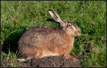 Hare